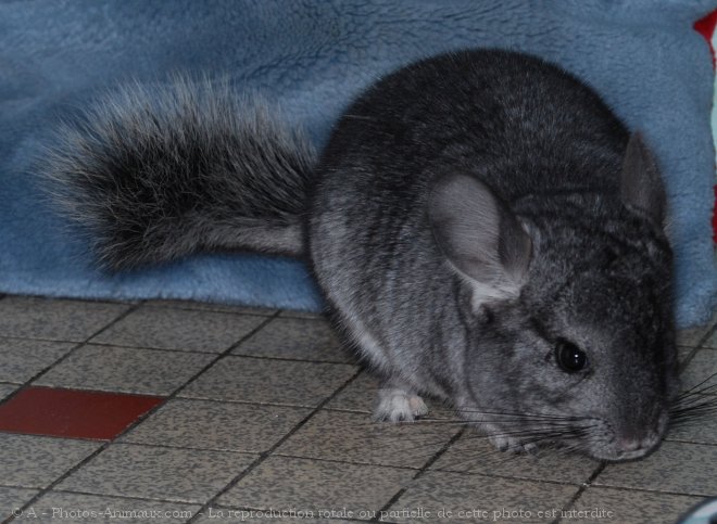 Photo de Chinchilla