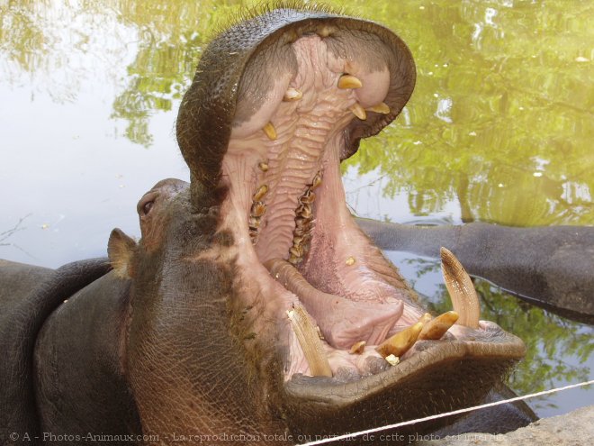 Photo de Hippopotame