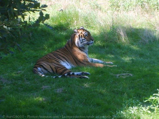 Photo de Tigre