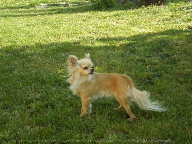 Photo de Chihuahua  poil long