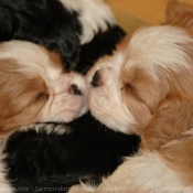 Photo de Cavalier king charles spaniel