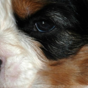 Photo de Cavalier king charles spaniel