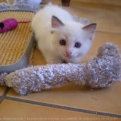 Photo de Ragdoll