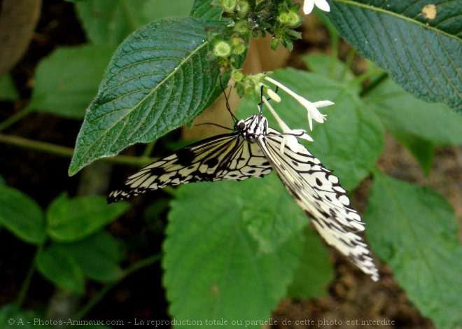 Photo de Papillon