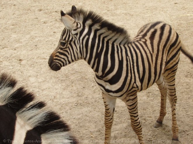 Photo de Zebre