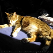 Photo de Chat domestique