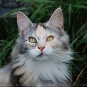 Photo de Maine coon