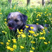 Photo de Border terrier