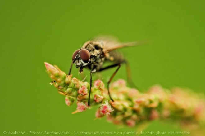 Photo de Mouche