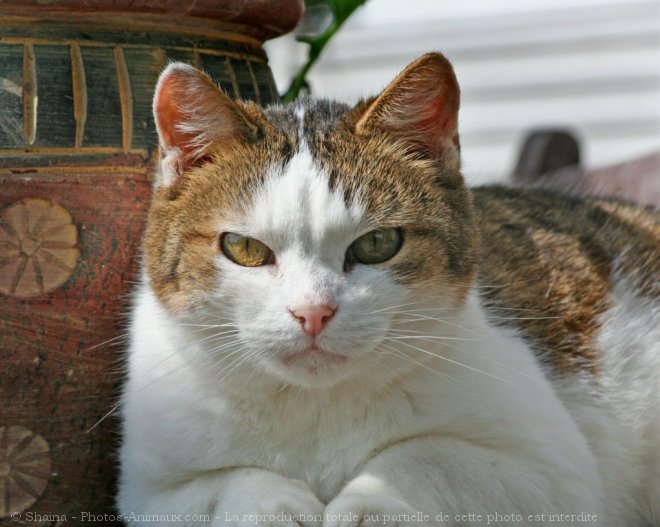 Photo de Chat domestique