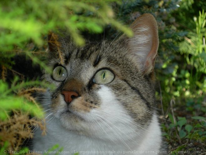 Photo de Chat domestique