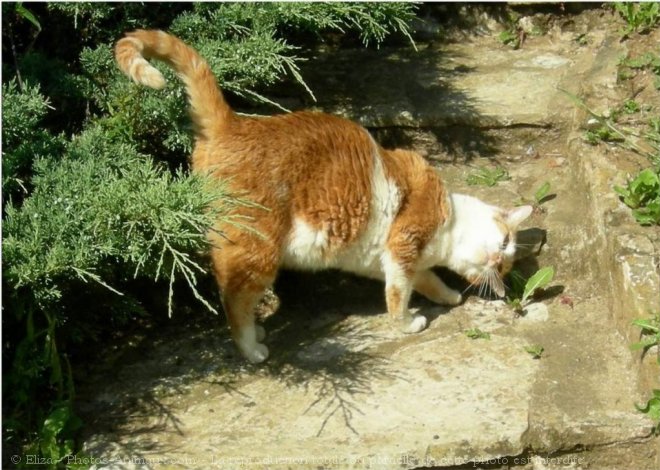 Photo de Chat domestique