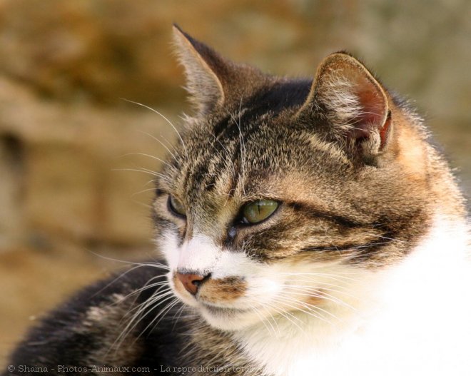 Photo de Chat domestique