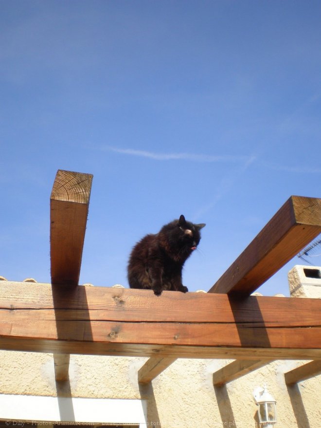 Photo de Chat domestique