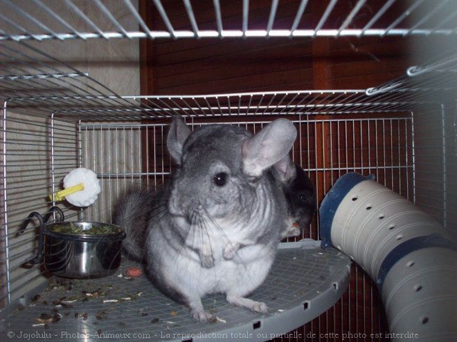 Photo de Chinchilla