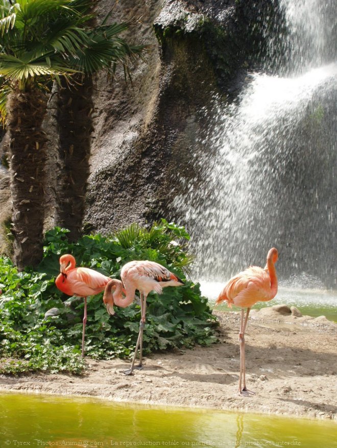 Photo de Flamand rose