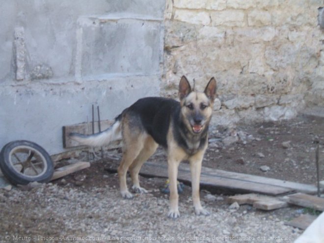 Photo de Berger allemand  poil court