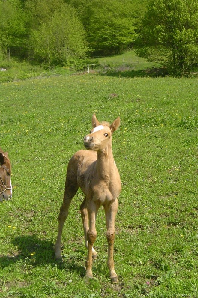 Photo de Quarter horse