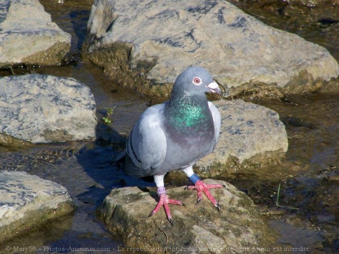 Photo de Pigeon