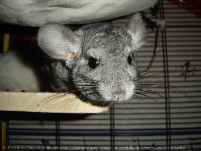 Photo de Chinchilla