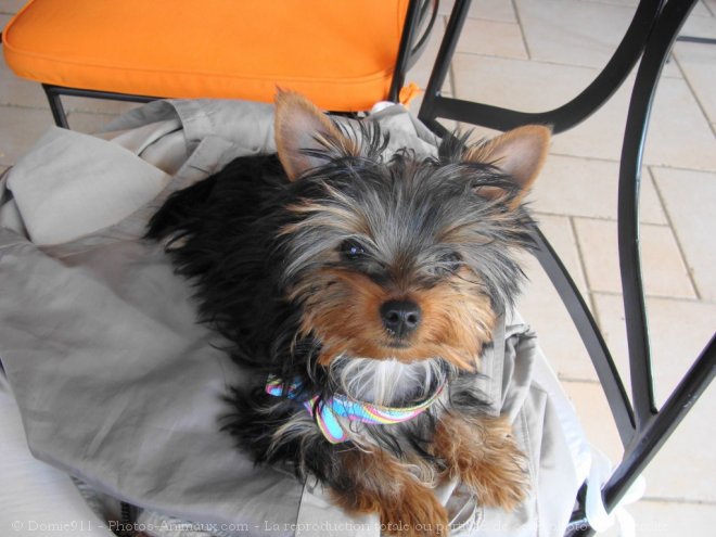 Photo de Yorkshire terrier