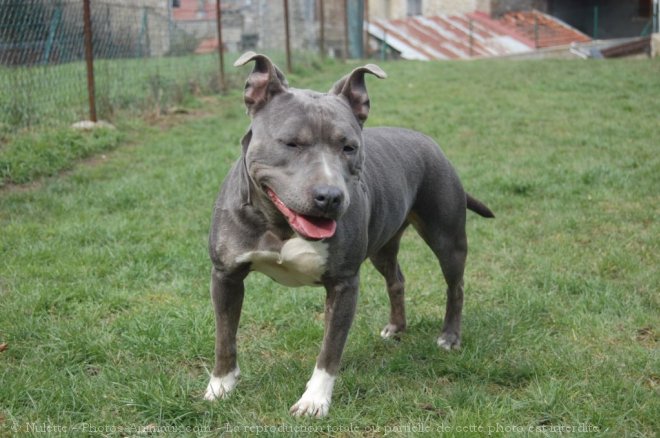 Photo d'American staffordshire terrier