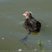 Photo de Foulque macroule