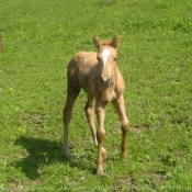 Photo de Quarter horse