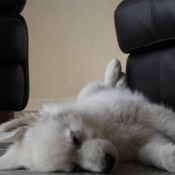 Photo de Berger blanc suisse