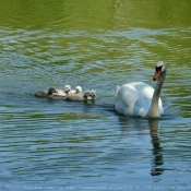 Photo de Cygne