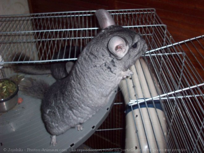 Photo de Chinchilla