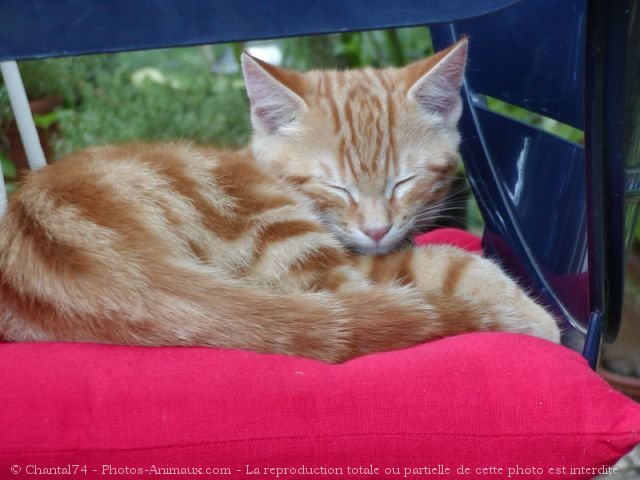 Photo de Chat domestique