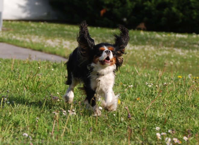 Photo de Cavalier king charles spaniel