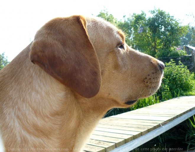 Photo de Labrador retriever