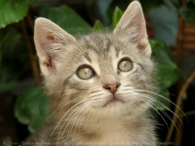 Photo de Chat domestique