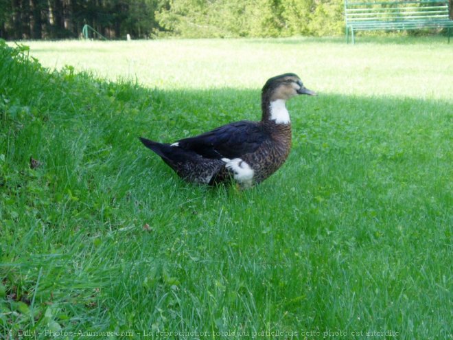 Photo de Canard