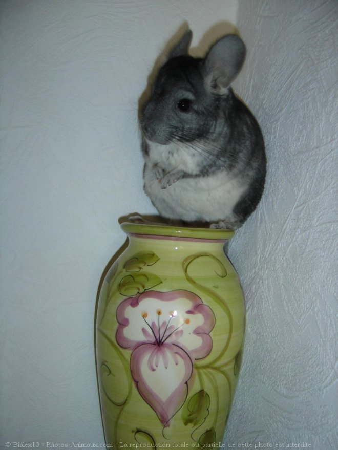 Photo de Chinchilla