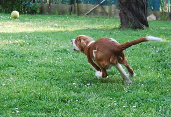 Photo de Cavalier king charles spaniel