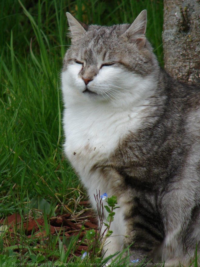 Photo de Chat domestique