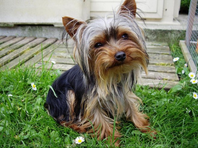 Photo de Yorkshire terrier