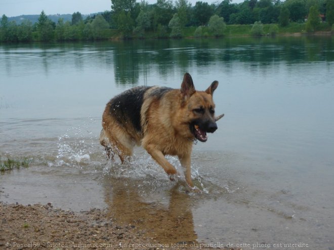 Photo de Berger allemand  poil court