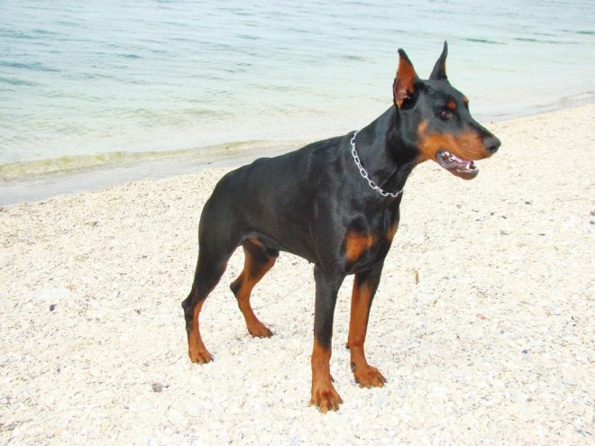 Photo de Dobermann