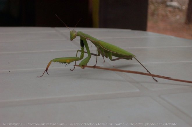 Photo de Races diffrentes