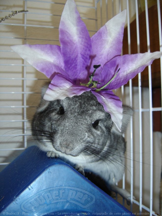 Photo de Chinchilla