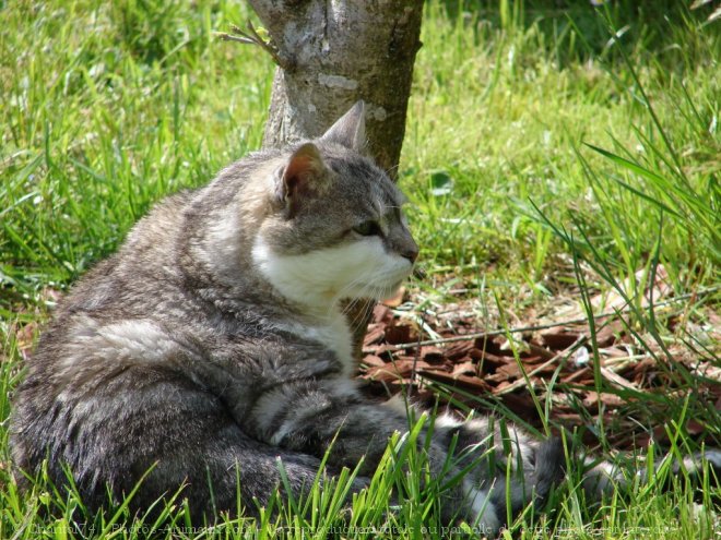 Photo de Chat domestique