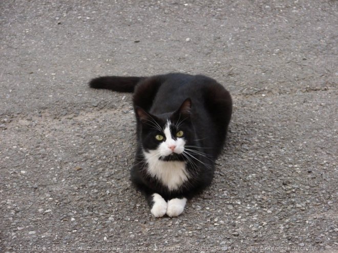 Photo de Chat domestique