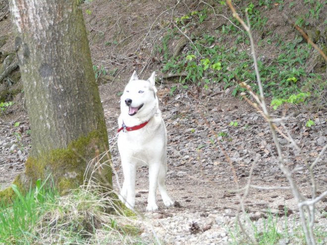 Photo de Husky siberien