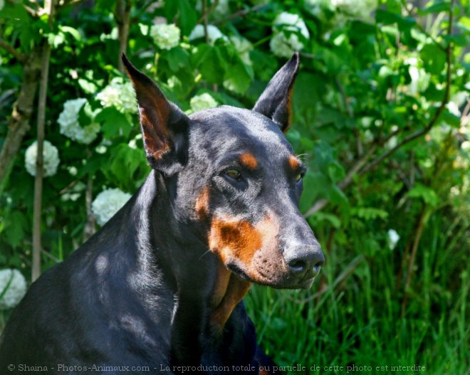 Photo de Dobermann