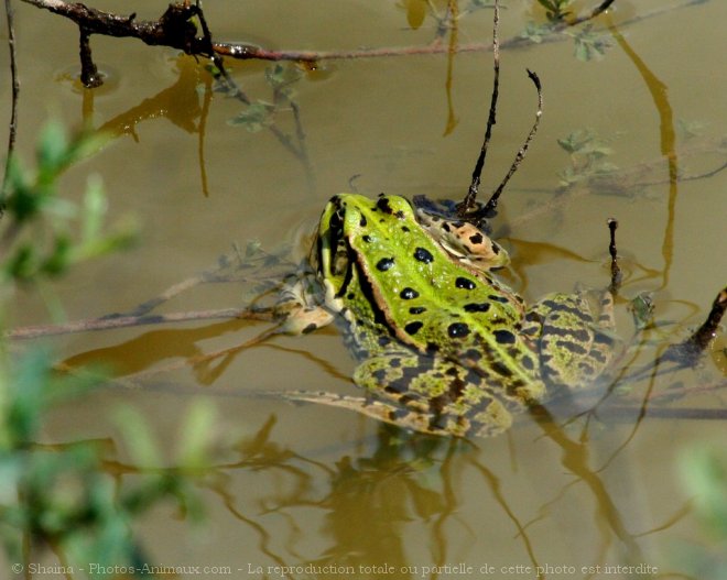 Photo de Grenouille