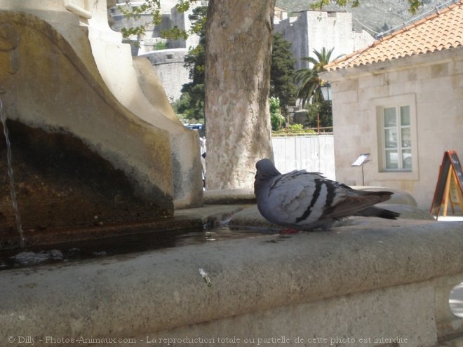 Photo de Pigeon